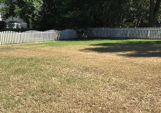 Maladie de la pelouse - Chenille légionnaire